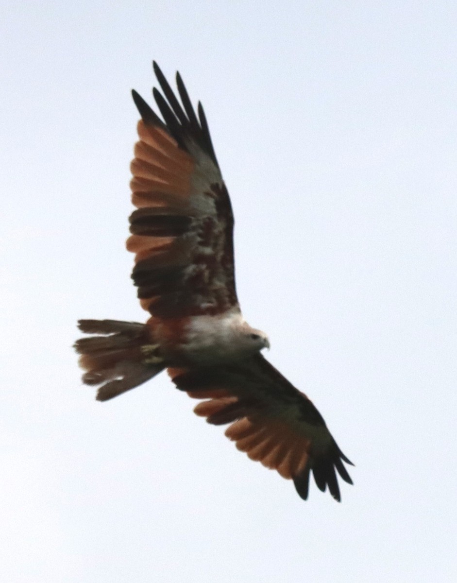 Brahminy Kite - ML638320230