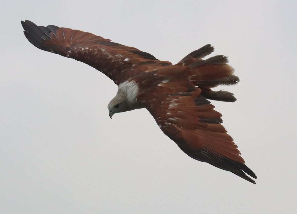 Brahminy Kite - ML638320231