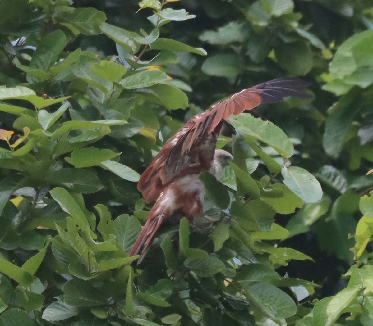 Brahminy Kite - ML638320232
