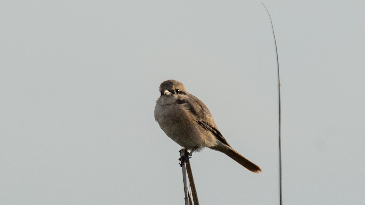 Isabelline Shrike - ML638320235