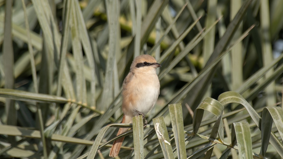 Isabelline Shrike - ML638320238