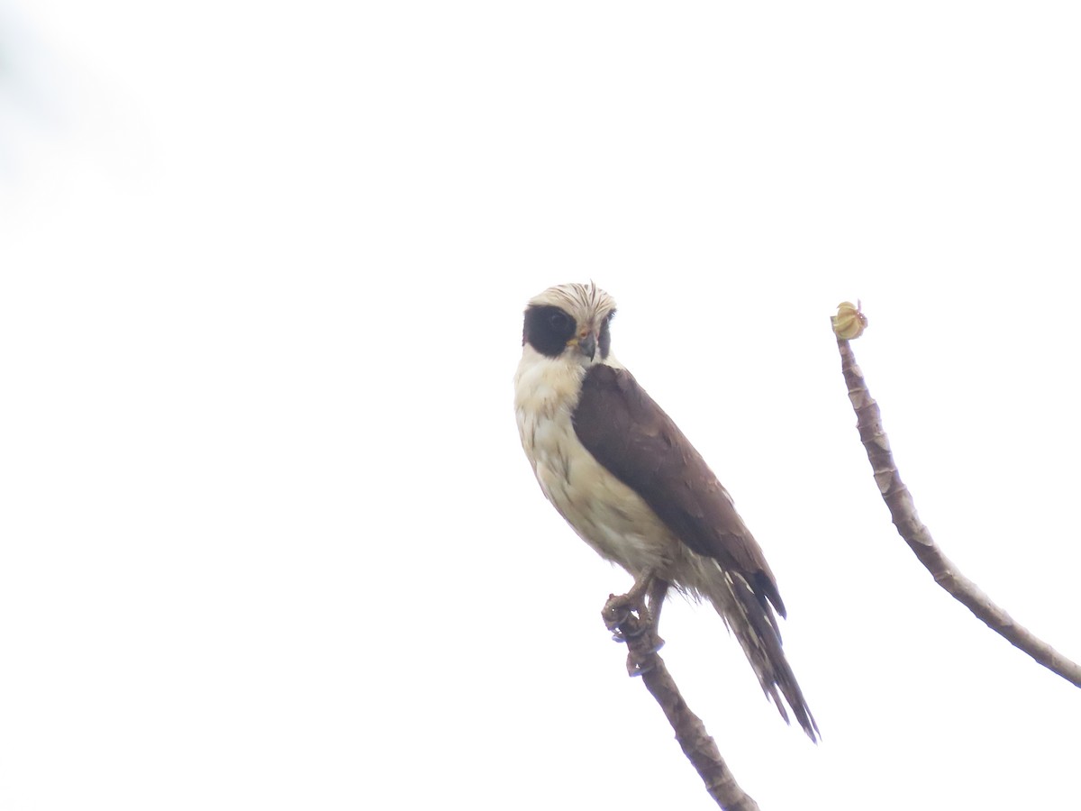 Laughing Falcon - ML638320254