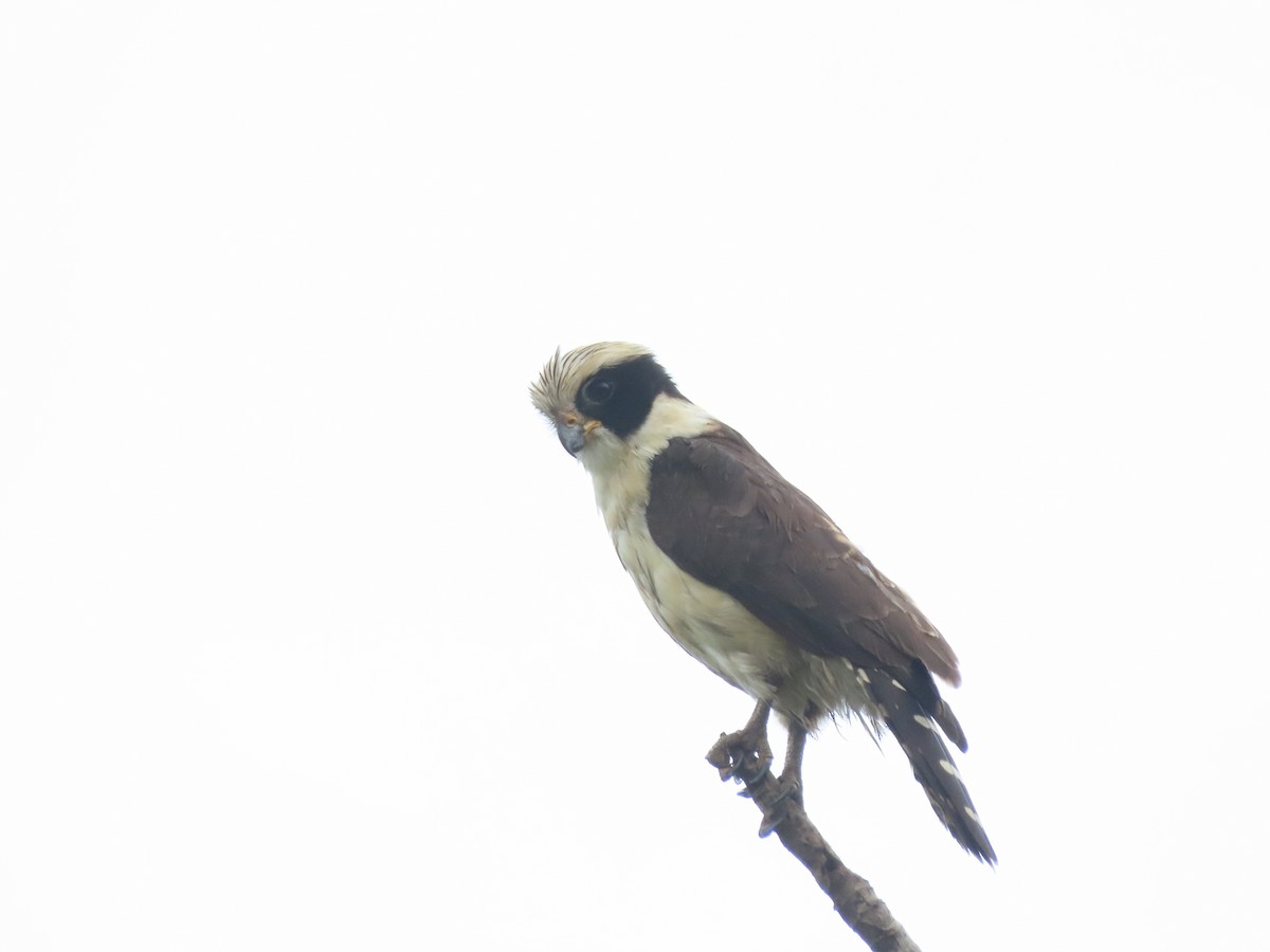Laughing Falcon - ML638320255