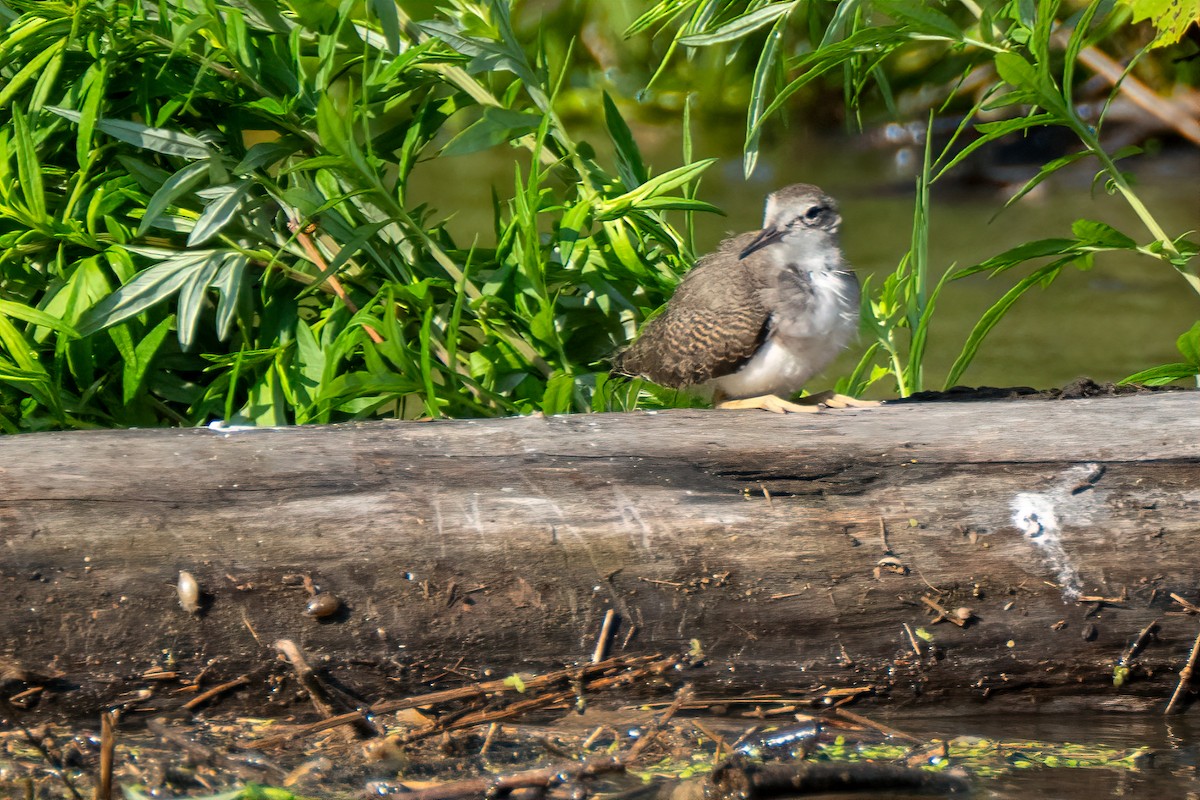 Spotted Sandpiper - ML638320257