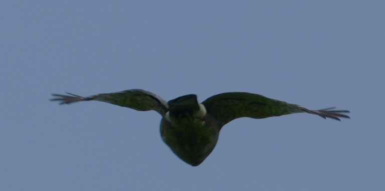 Cooper's Hawk - ML638320258