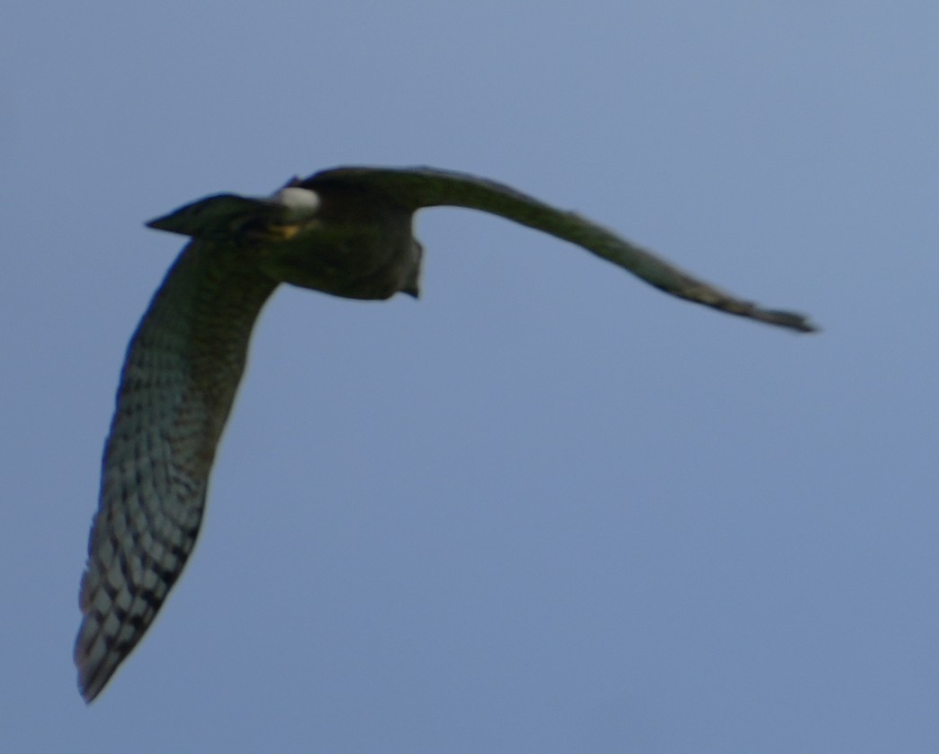 Cooper's Hawk - ML638320259