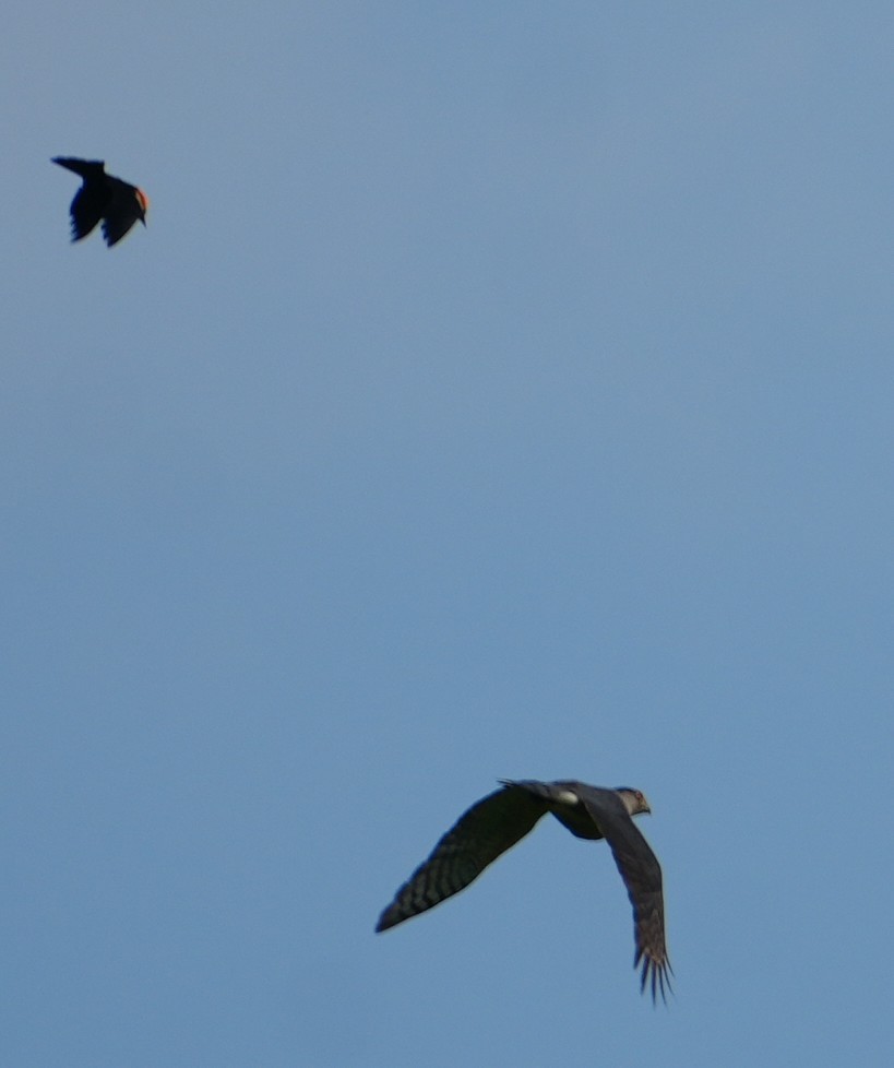 Cooper's Hawk - ML638320260