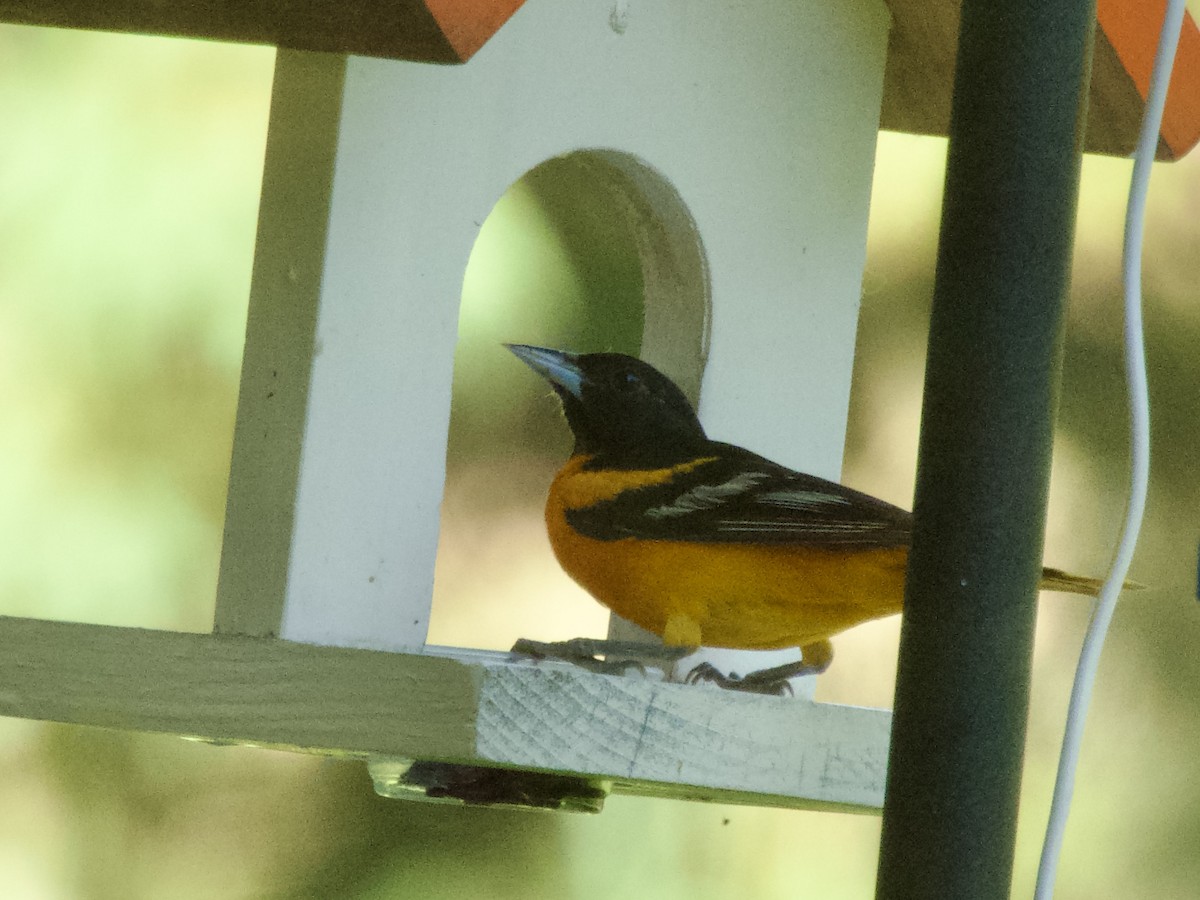 Oriole de Baltimore - ML638320272