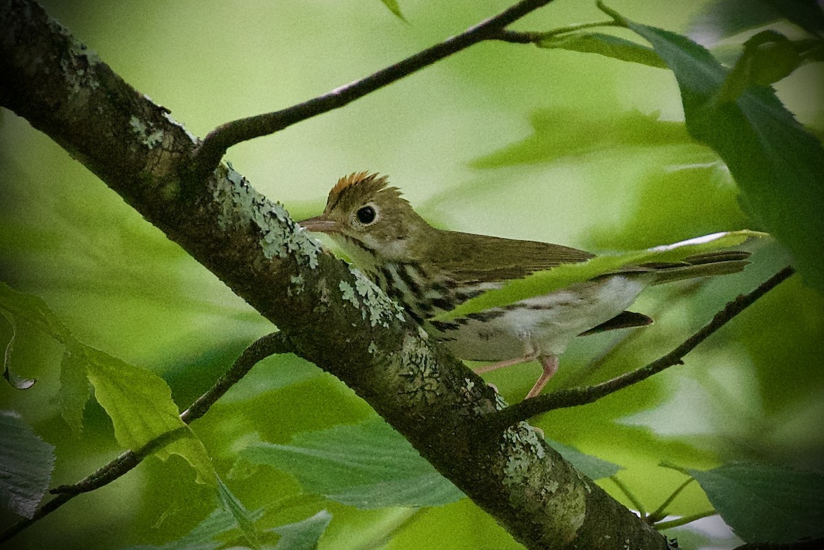Ovenbird - ML638320281
