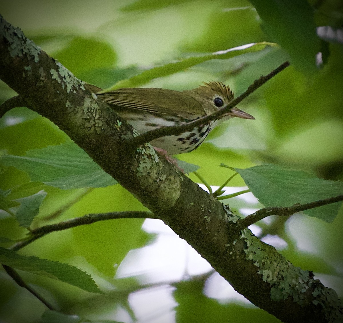 Ovenbird - ML638320282