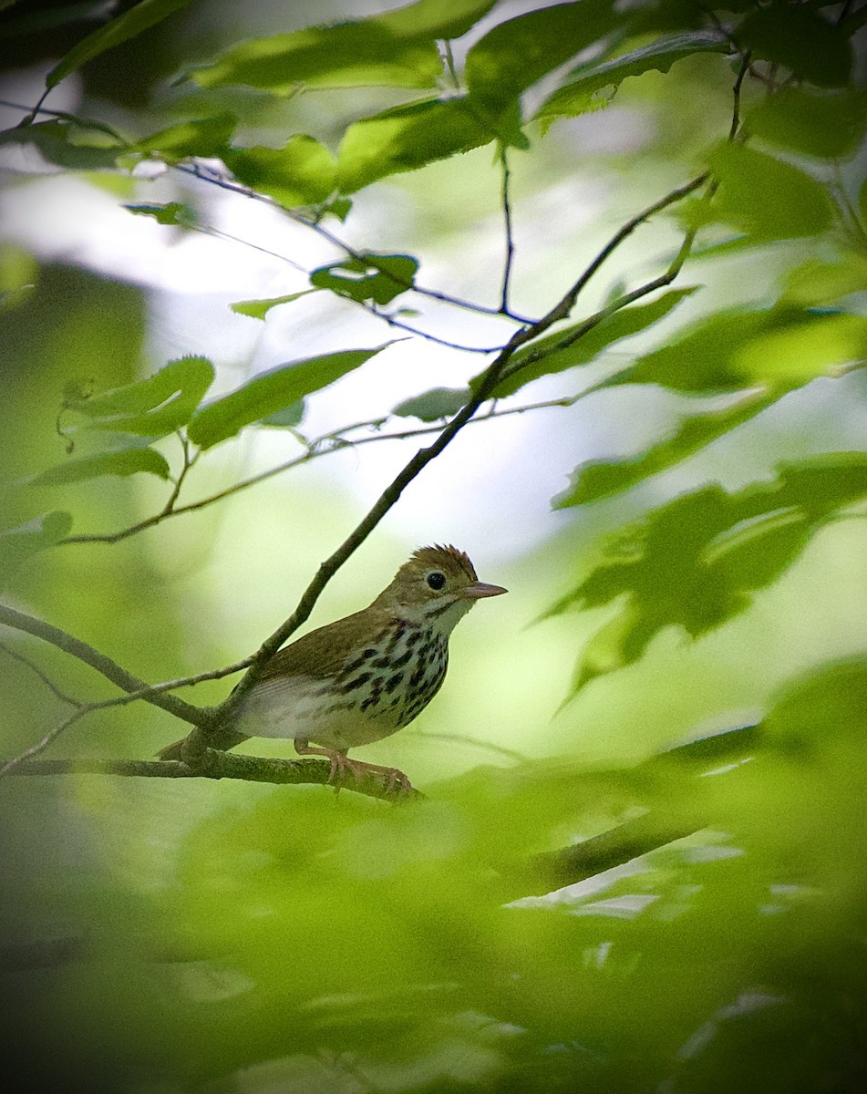 Ovenbird - ML638320284