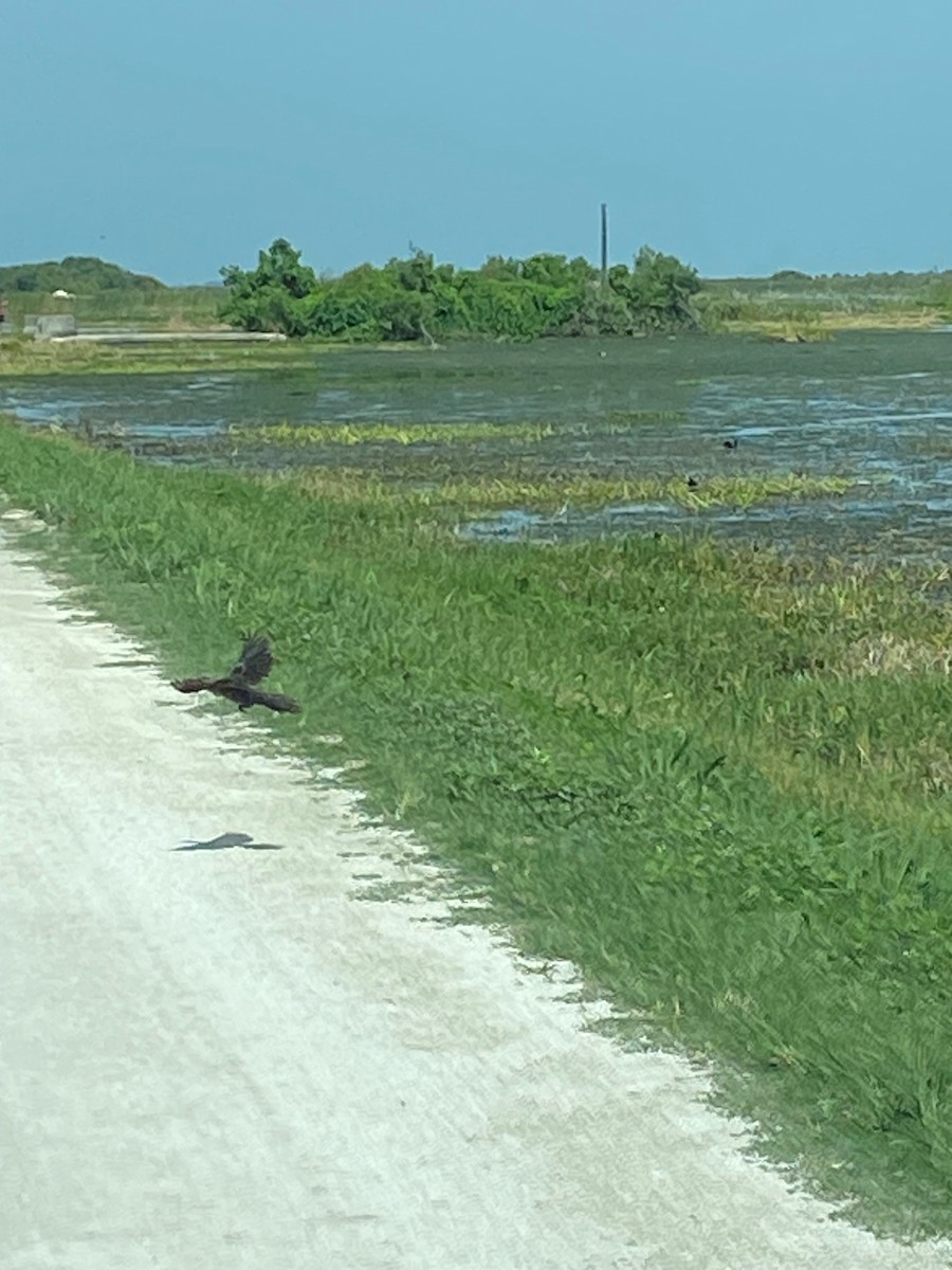 Boat-tailed Grackle - ML638320287