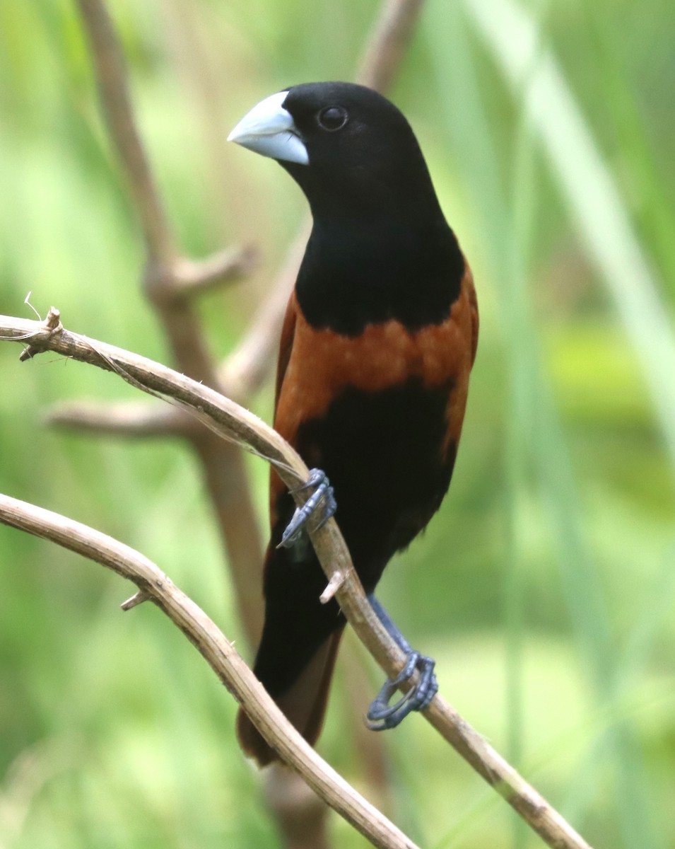 Chestnut Munia - ML638320288