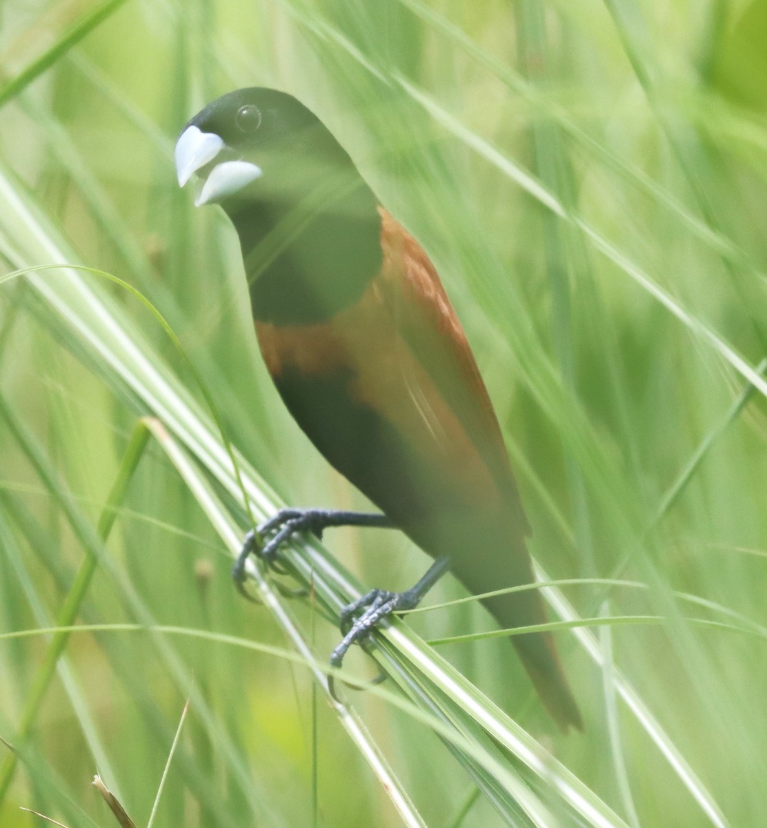 Chestnut Munia - ML638320289