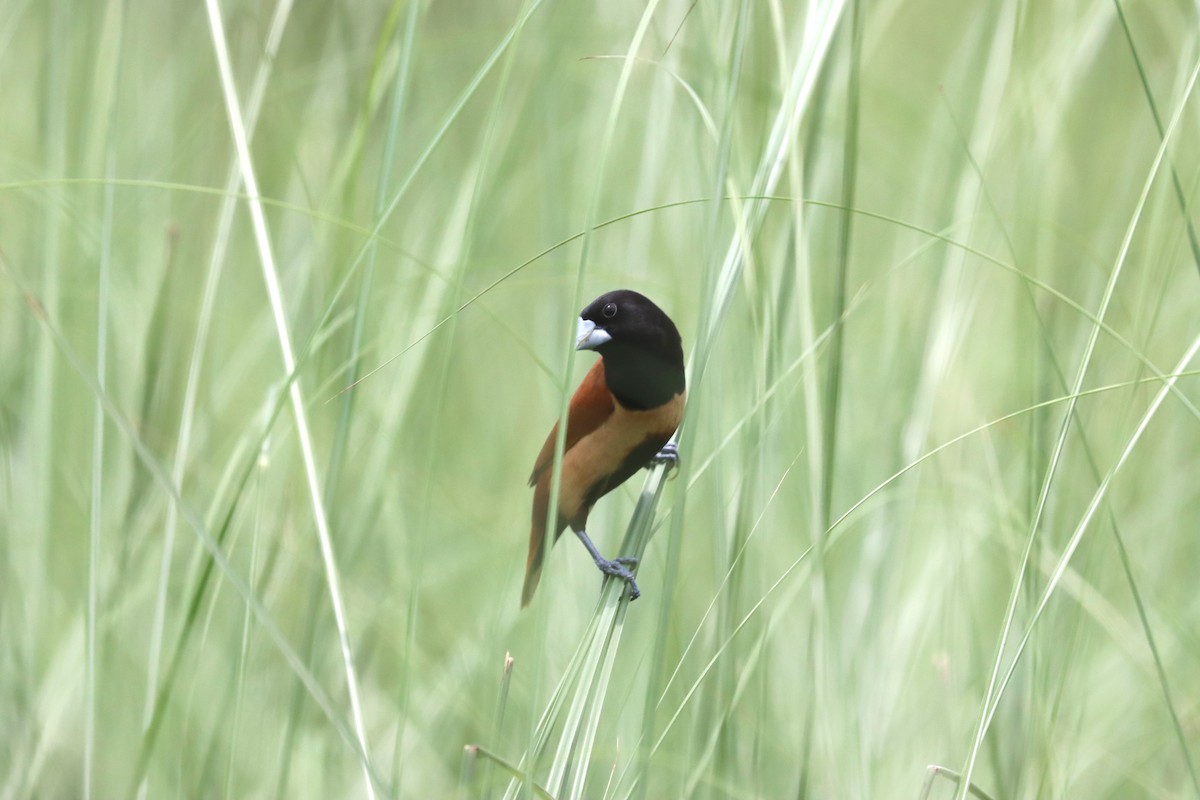Chestnut Munia - ML638320291