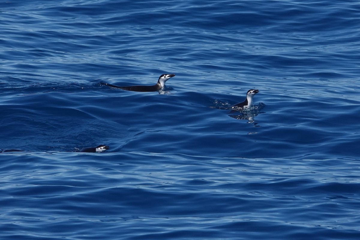Pingüino Barbijo - ML638320298