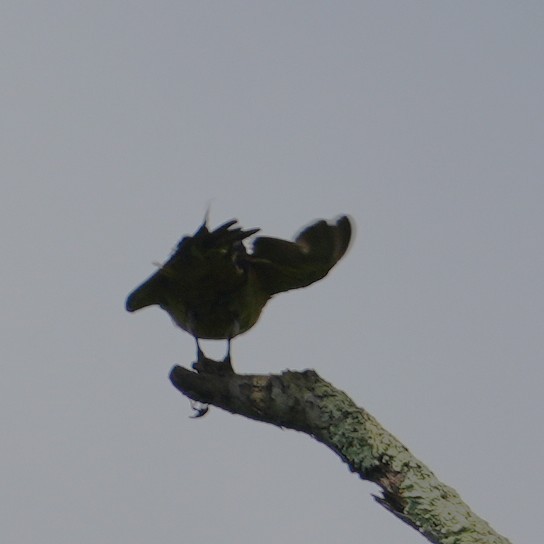 Barn Swallow - ML638320301