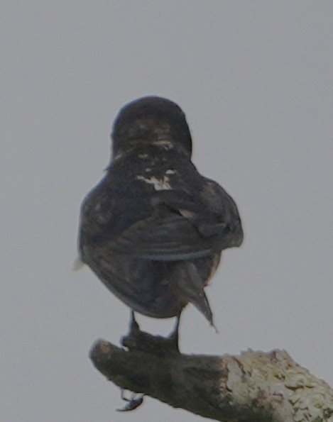 Barn Swallow - ML638320302