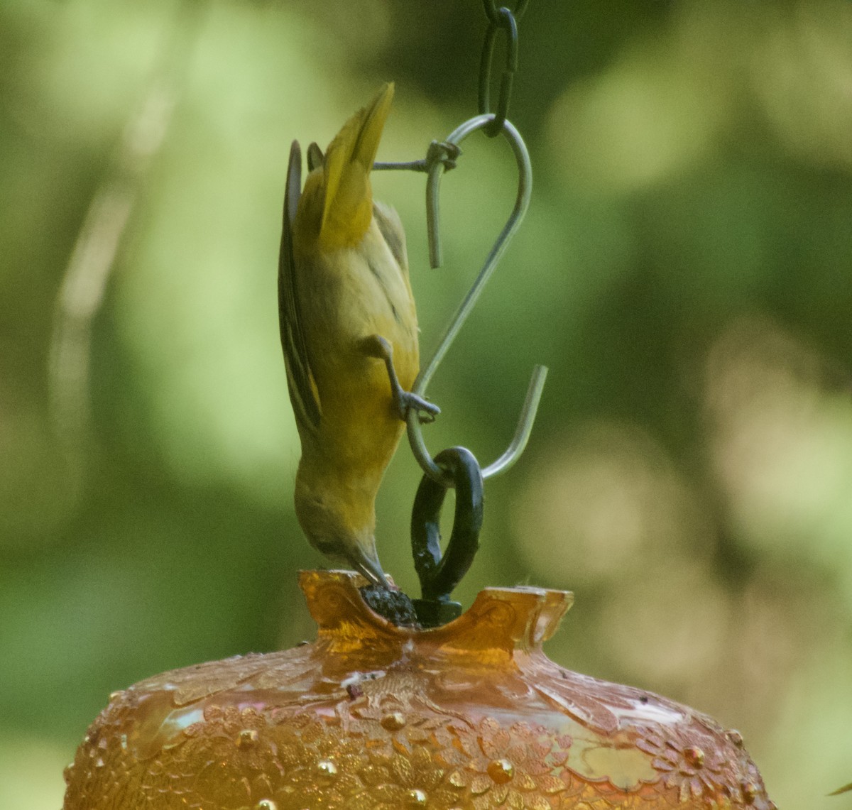 Oriole de Baltimore - ML638320325
