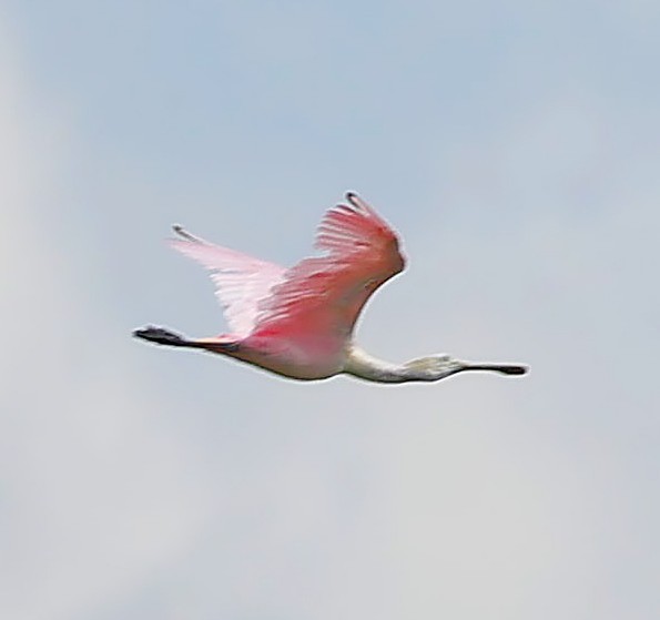 Roseate Spoonbill - ML638320327