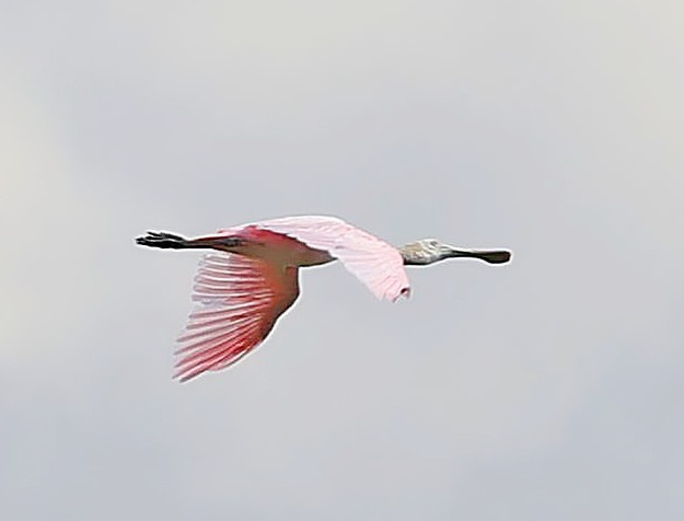 Roseate Spoonbill - ML638320328