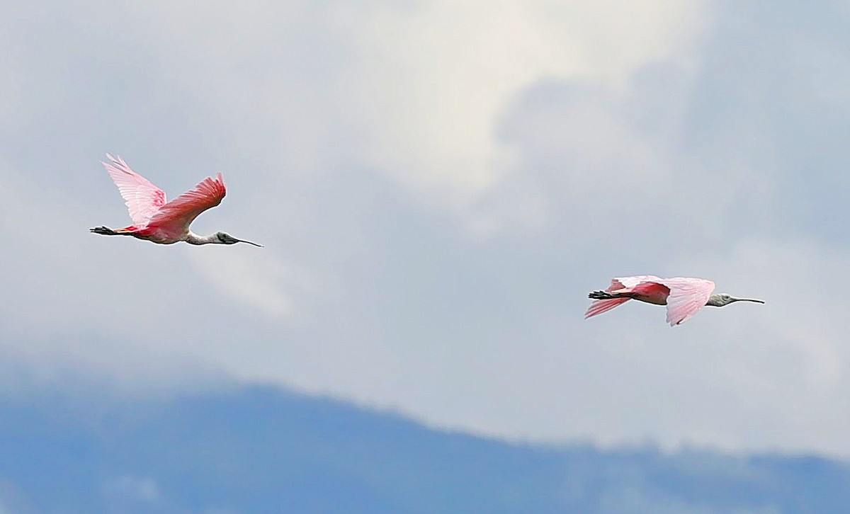 Roseate Spoonbill - ML638320329
