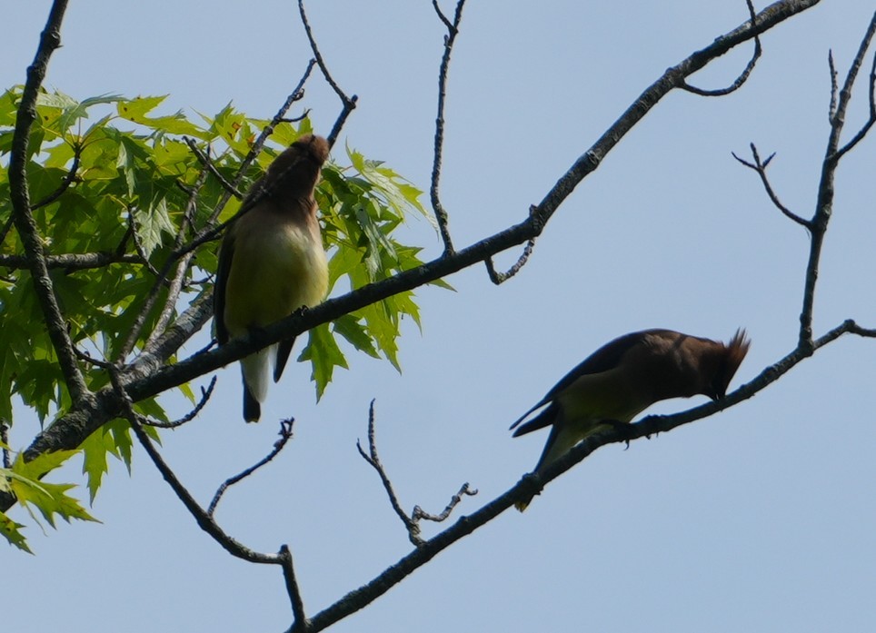 Cedar Waxwing - ML638320339