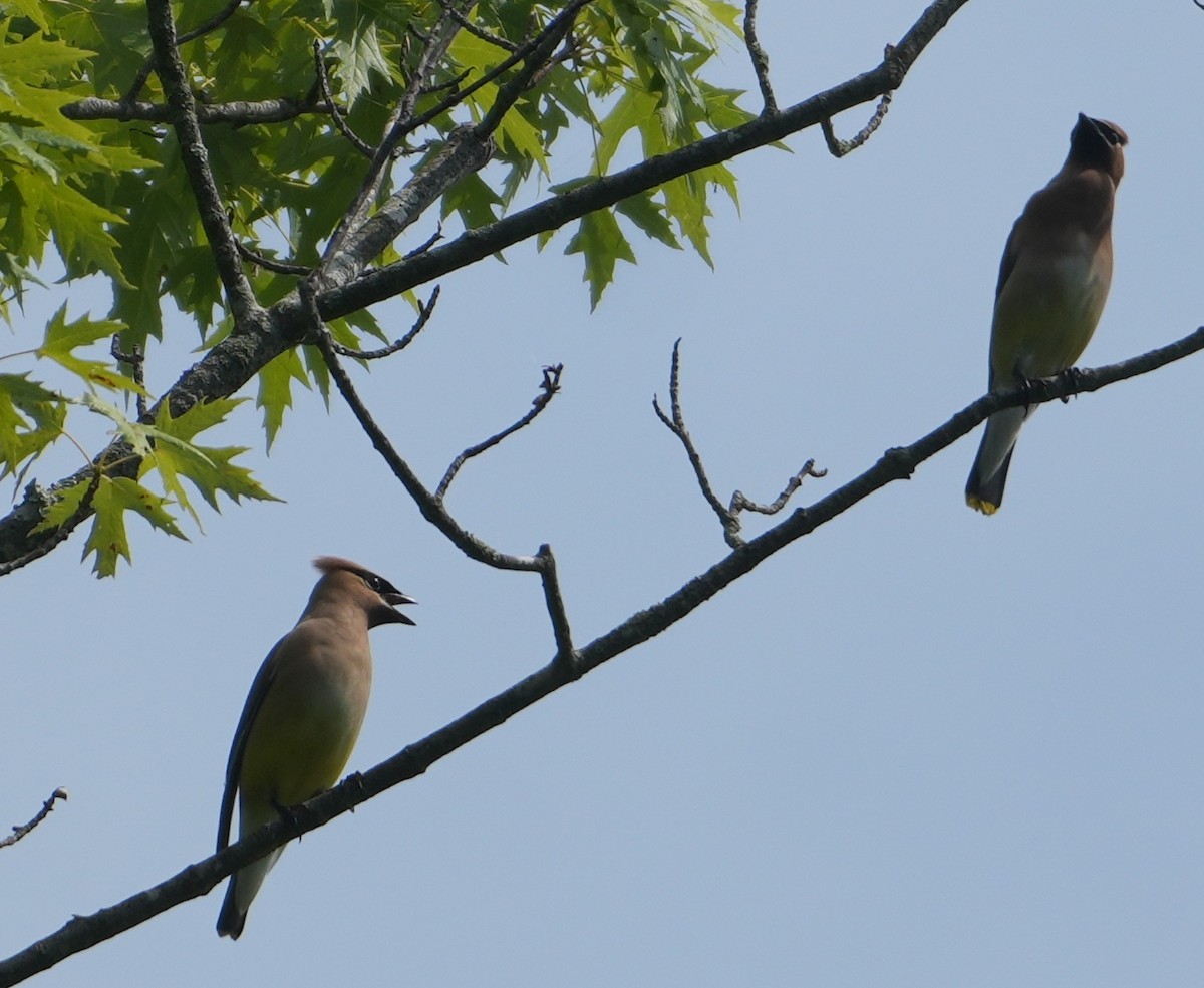 Cedar Waxwing - ML638320340