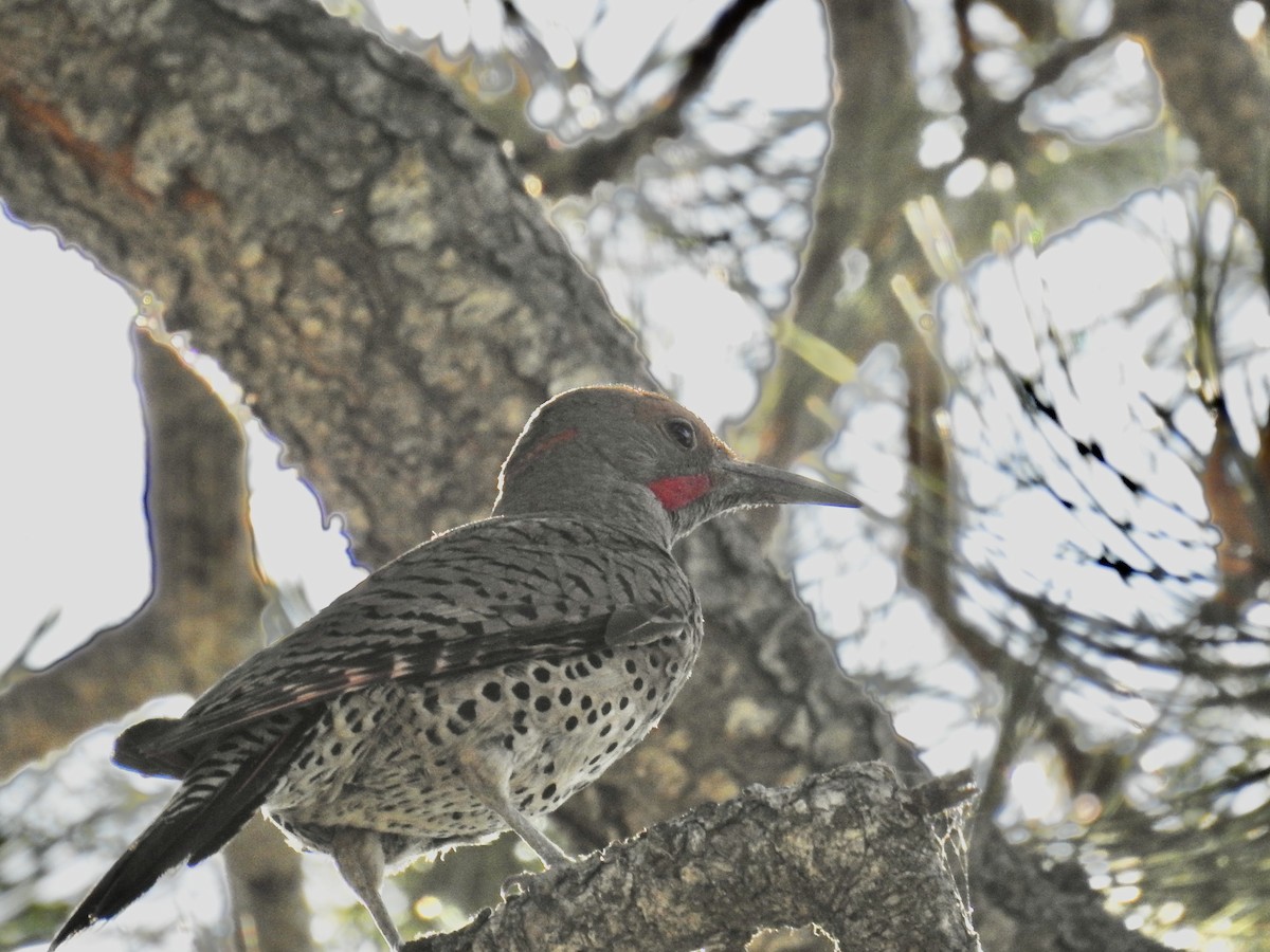 Northern Flicker - ML638320351