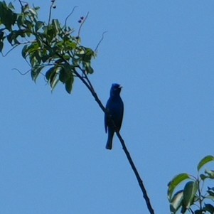 Indigo Bunting - ML638320358