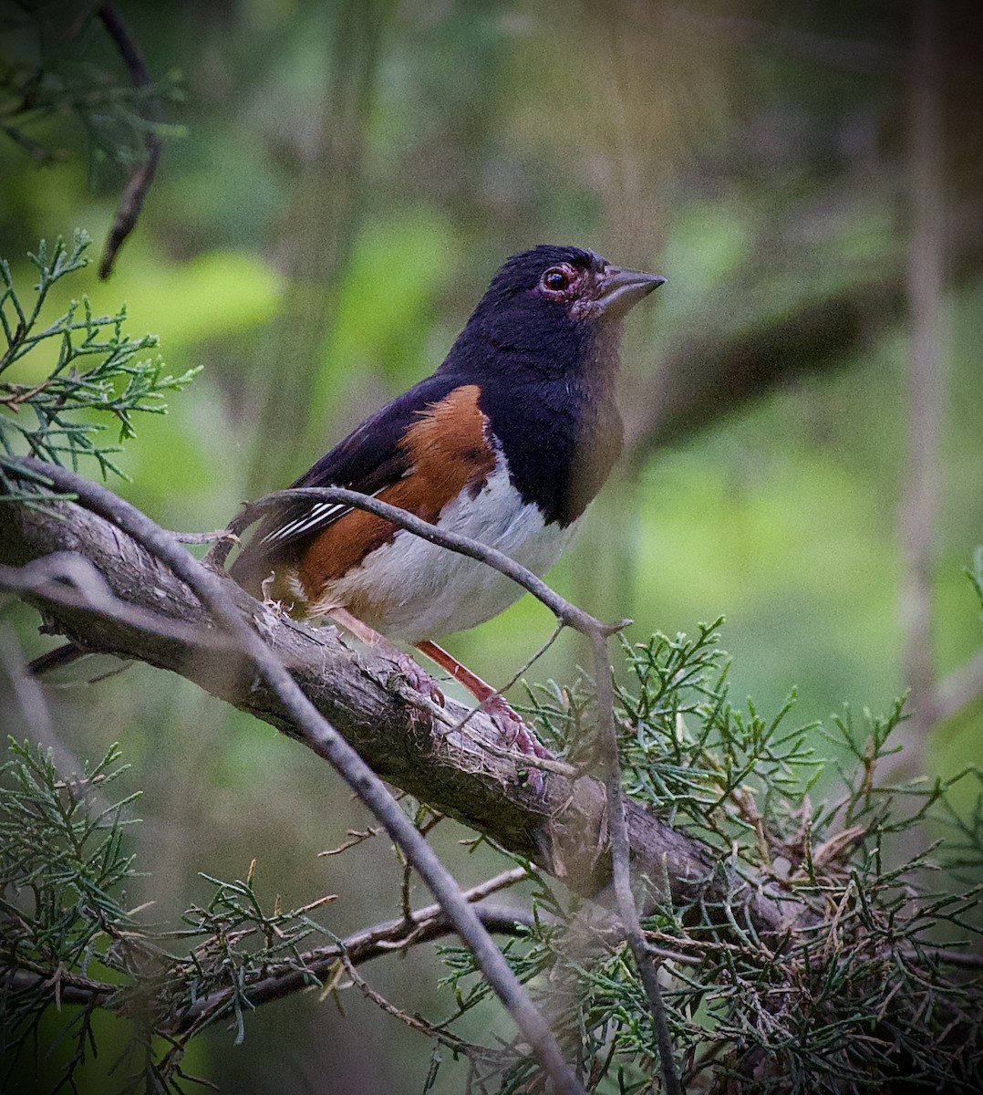 ワキアカトウヒチョウ - ML638320361