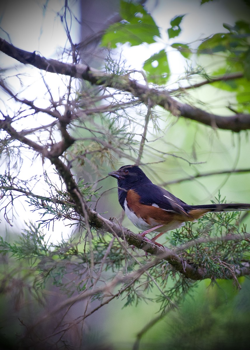 ワキアカトウヒチョウ - ML638320363