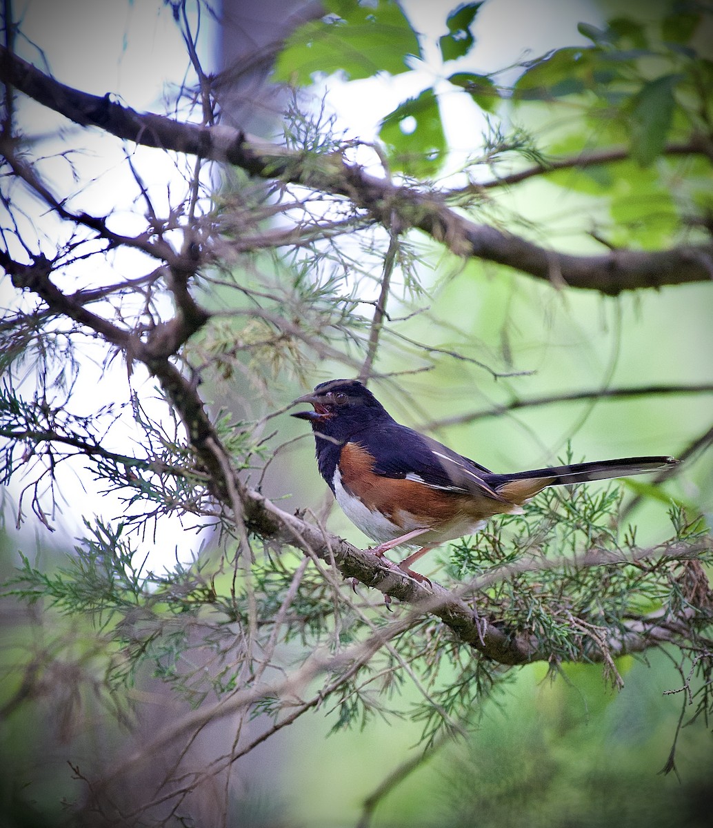 ワキアカトウヒチョウ - ML638320364
