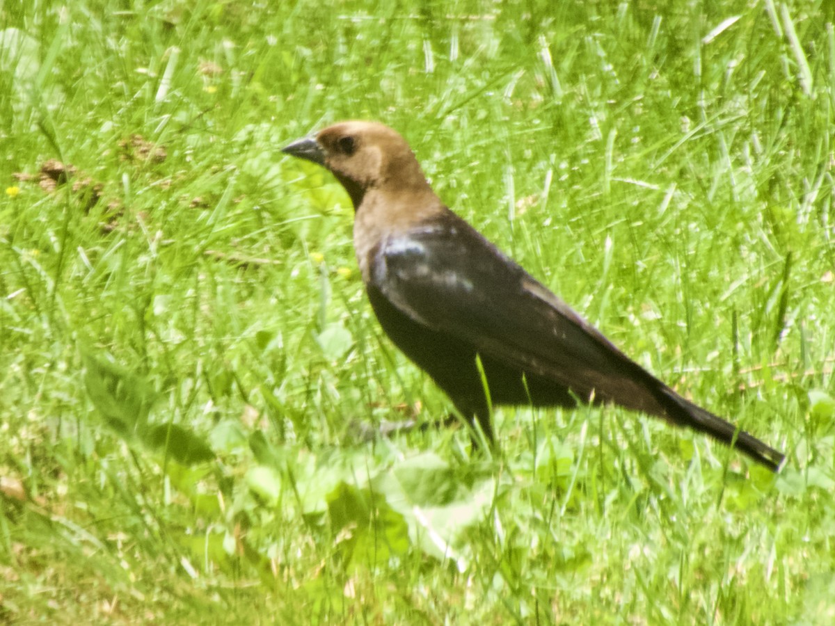 Brown-headed Cowbird - ML638320382