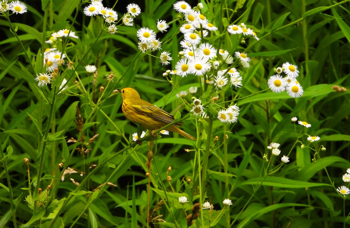 Paruline jaune - ML638320390