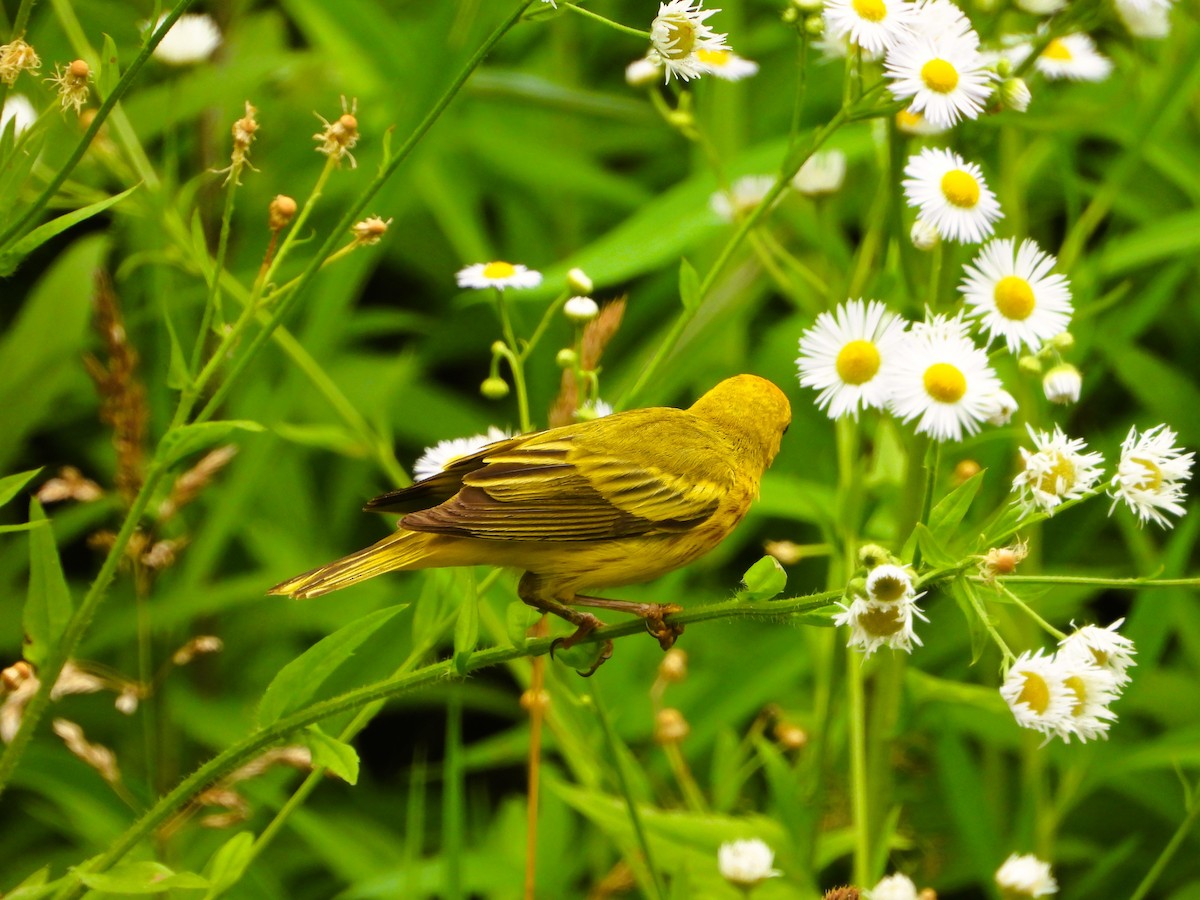Paruline jaune - ML638320391