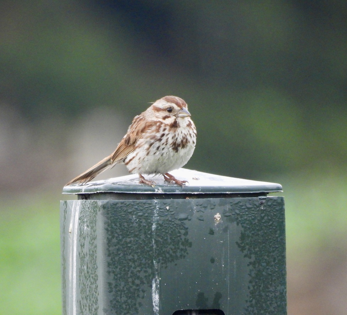 Song Sparrow - ML638320393