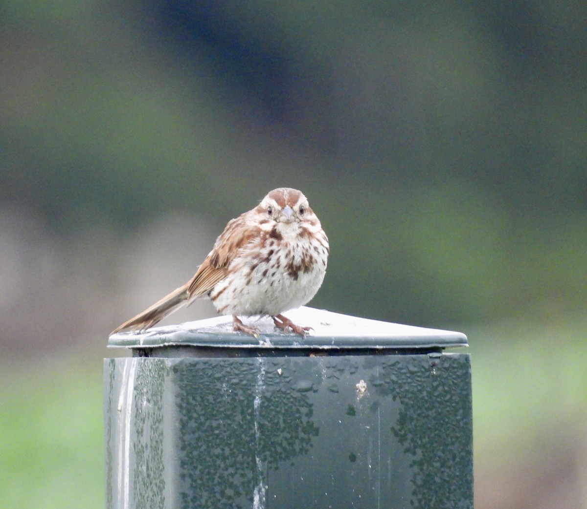 Song Sparrow - ML638320394