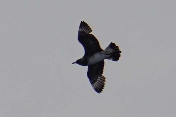 Stercorarius sp. (jaeger sp.) - ML638320397