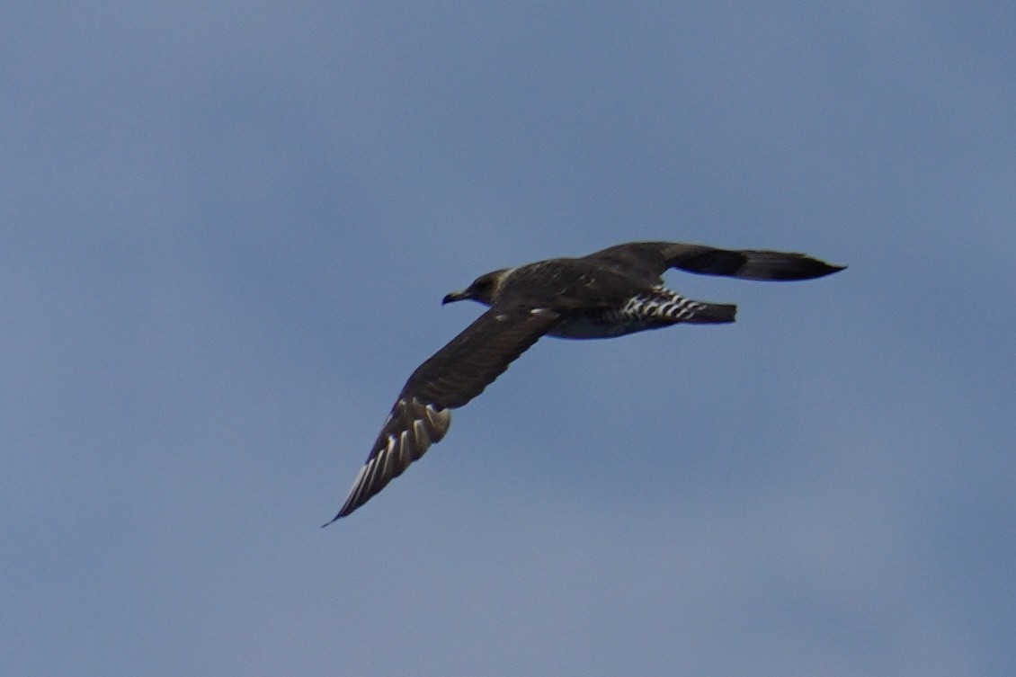 Stercorarius sp. (jaeger sp.) - ML638320399