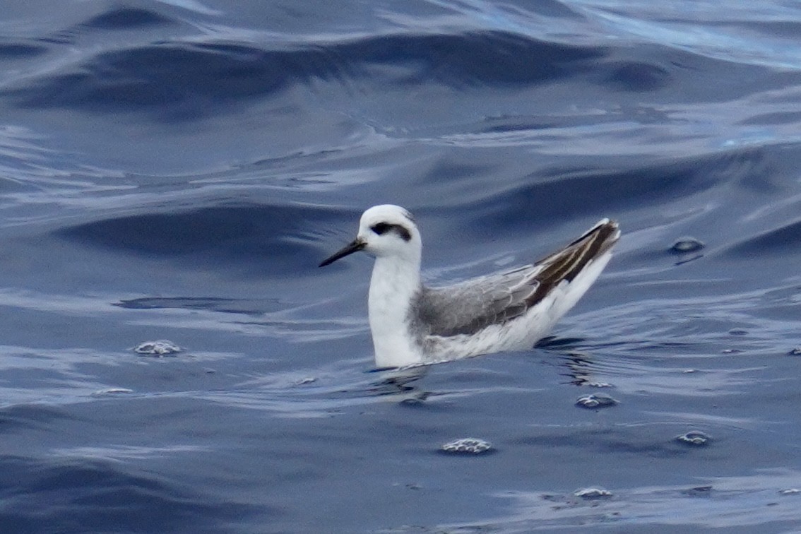 polarsvømmesnipe - ML638320402