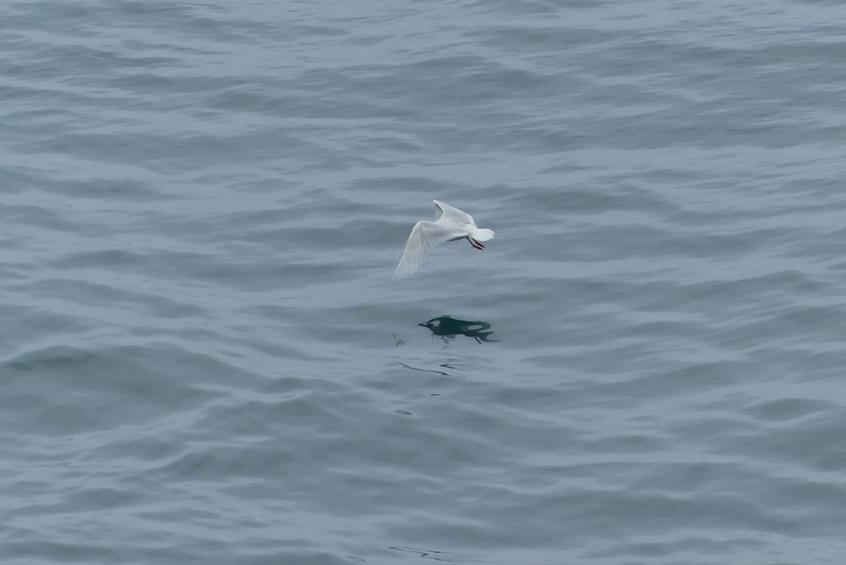 Mediterranean Gull - ML638320410