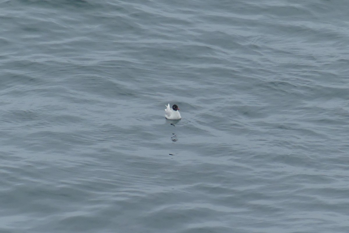 Mediterranean Gull - ML638320411