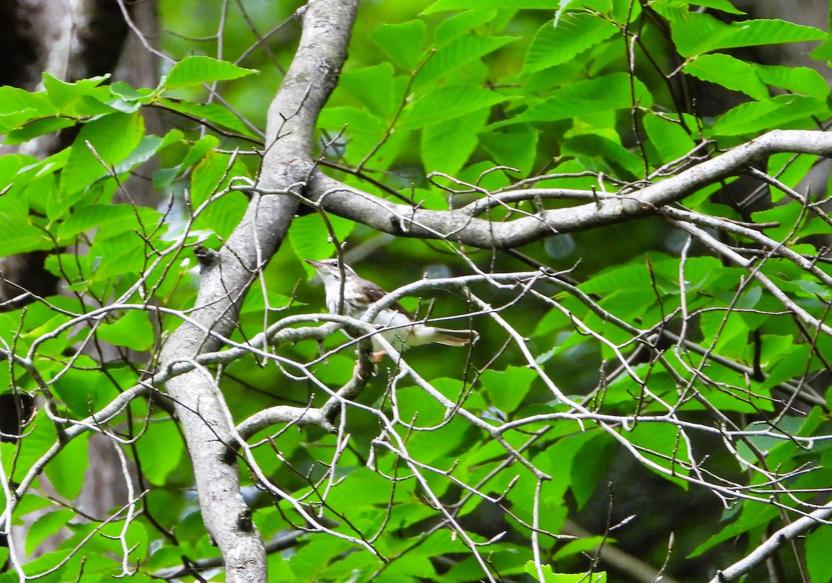 Paruline hochequeue - ML638320422