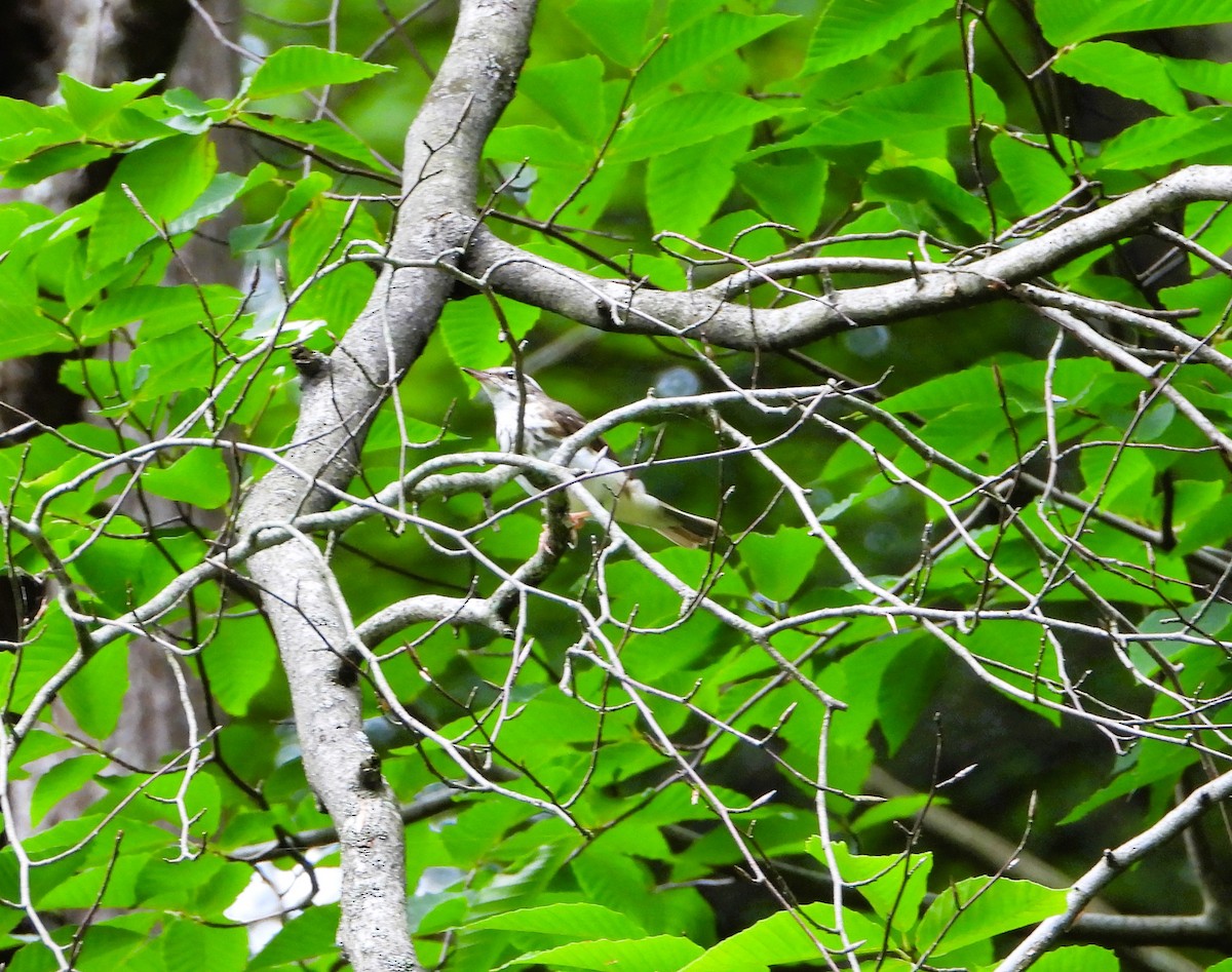Paruline hochequeue - ML638320424