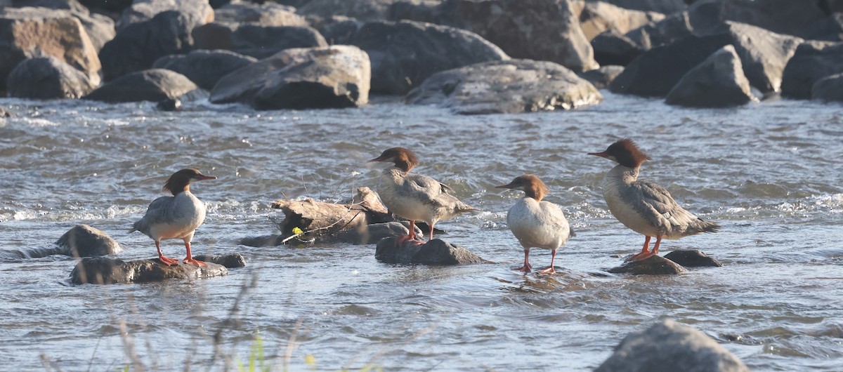 Common Merganser - ML638320431