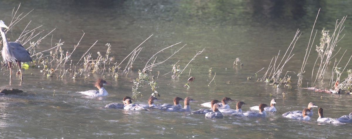Common Merganser - ML638320432