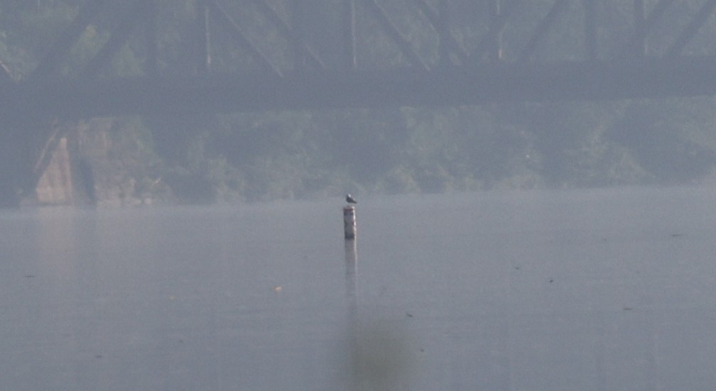 gull sp. - ML638320447
