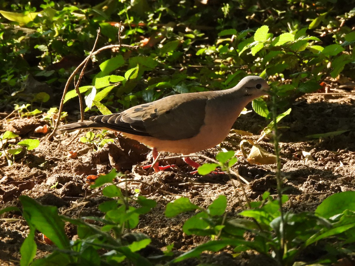 Eared Dove - ML638320448