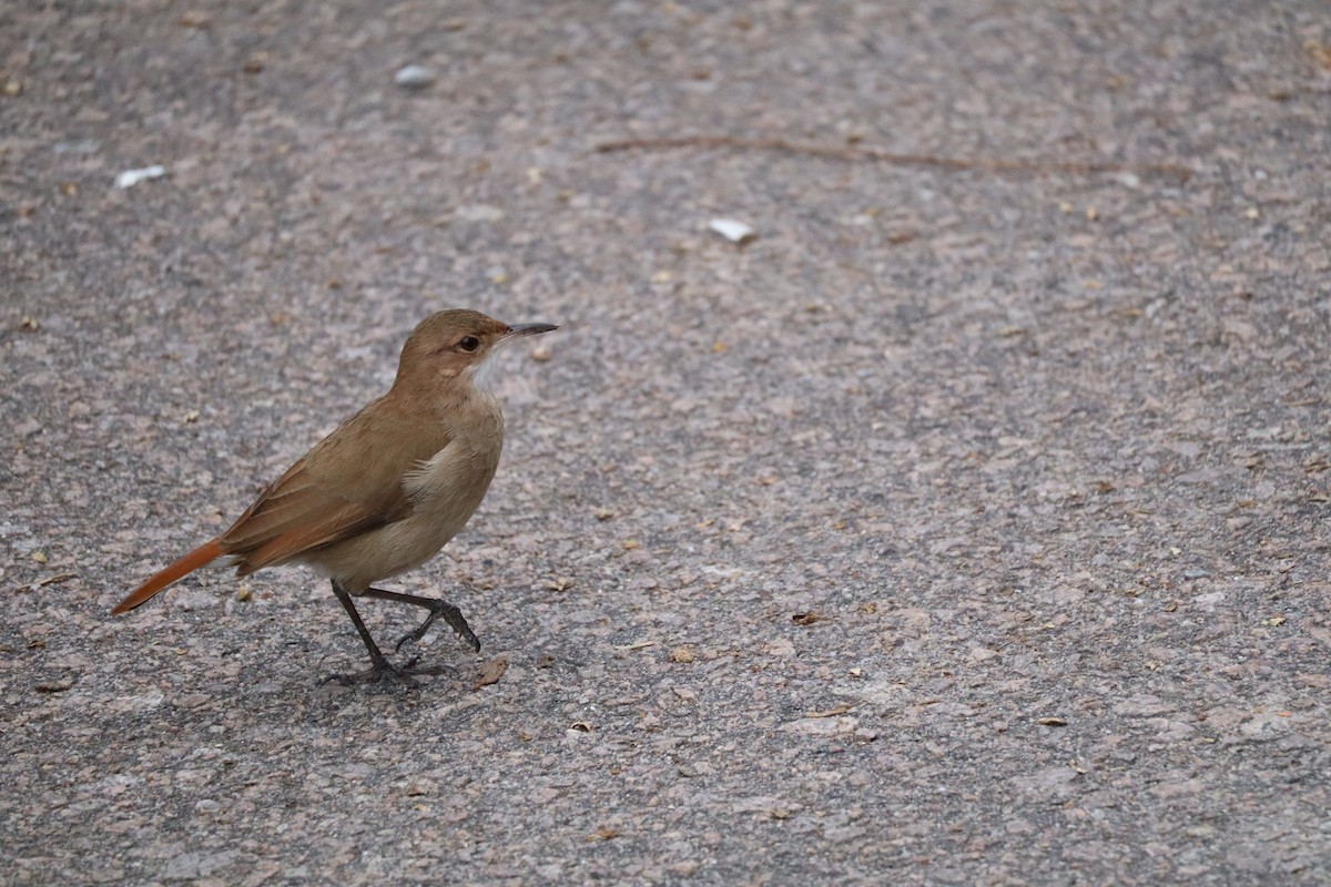 Rufous Hornero - ML638320449